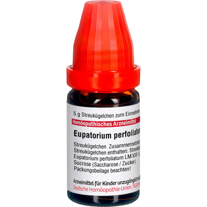 Eupatorium perfoliatum LM XXX DHU Globuli, 5 g Globules