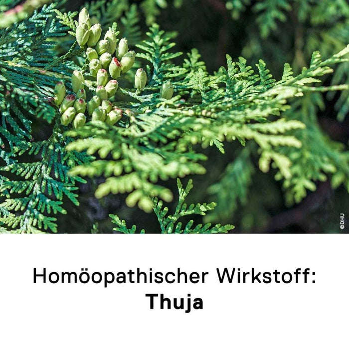 DHU Thuja Urtinktur, 20 ml Solution