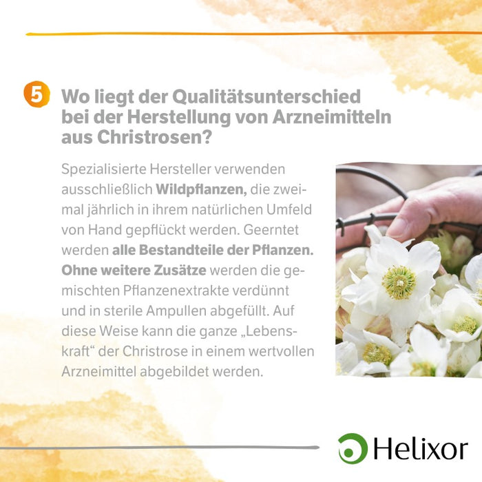 Helleborus niger aquos. D5, 50 pcs. Ampoules