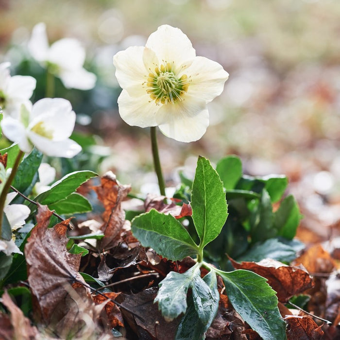 Helleborus niger aquos. D5, 50 pcs. Ampoules