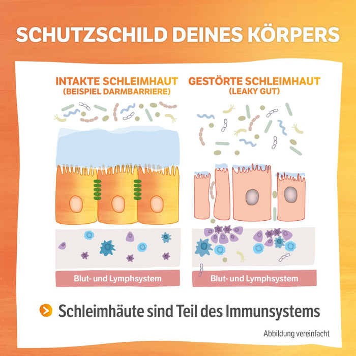 HELIXOR Sanomucin - 3-fach Unterstützung für alle Schleimhäute - Wissenschaftlich fundierte Nährstoffkombination mit Pflanzlichen Enzymen, Linsenextrakt, Vitaminen + Selen - Vegan, 60 pc Capsules