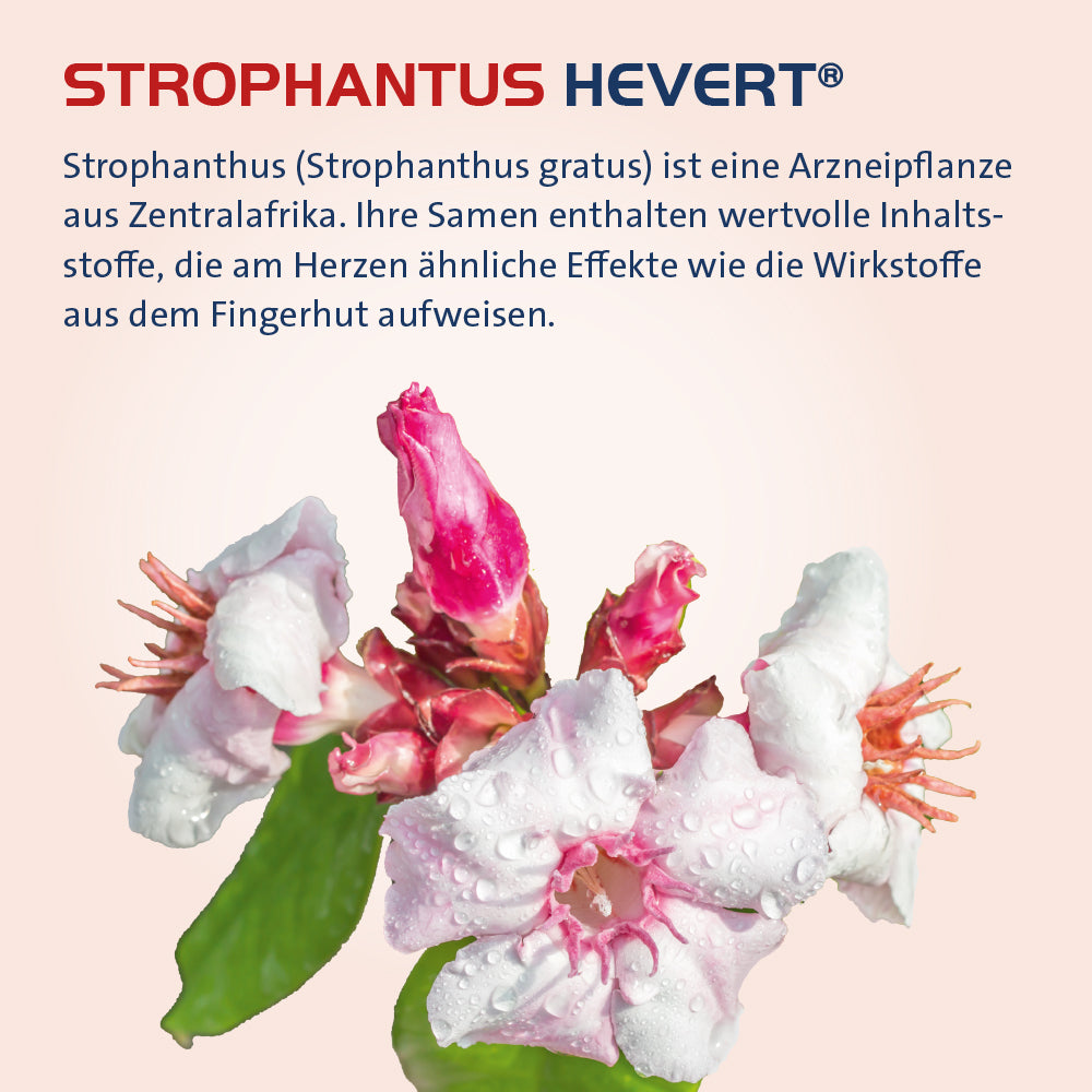 Strophanthus Hevert, 30 ml Tropfen